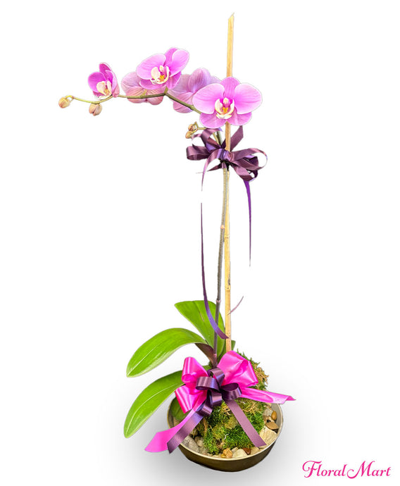 Single spike orchid flower bouquet in Hilo, Hawaii