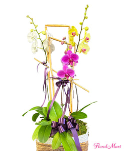 Triple spike orchid flower bouquet in Hilo, Hawaii