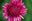 logo of Hilo's Local Florist - Flower Delivery for Special Occasions!
– Floral Mart Hawaii