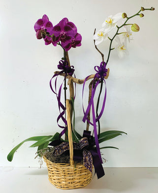 Double Orchid Basket