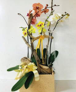 Triple Orchid Basket